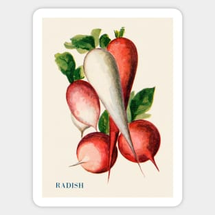 Illustration of Radish (1915) Sticker